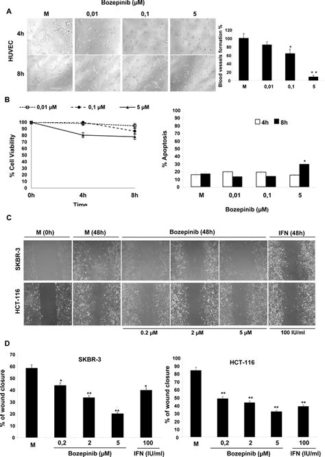 Capillary Network Formation And Cell Migration Assays A