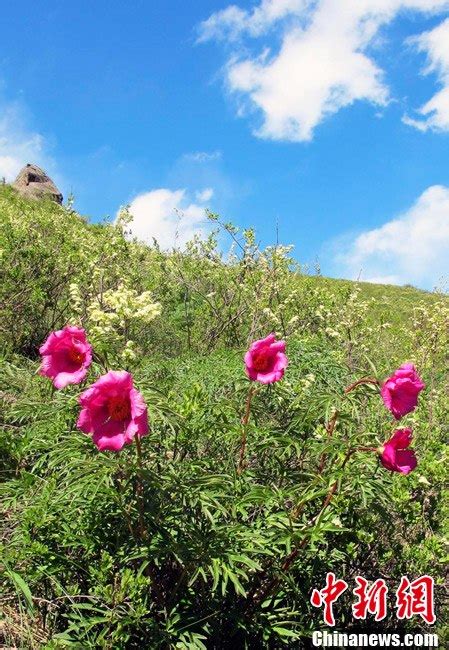 新疆喀纳斯山花烂漫 犹如神的后花园 旅游频道 凤凰网