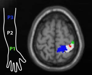 A Classic Tactile Illusion Reveals How the Brain Works