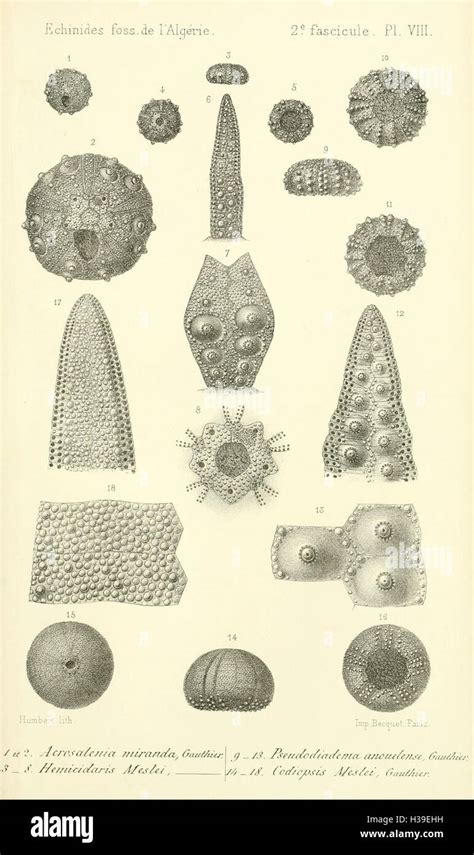 Échinides fossiles de l Algérie Plate VIII BHL116 Stock Photo Alamy