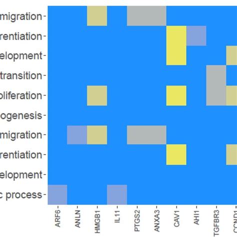 Heatmap Illustrating Genes Based Upon The Selected Go Bp Terms The