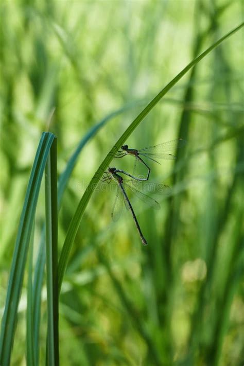 Mating Dragonflies Stock Photos Free Royalty Free Stock Photos