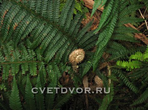 Многорядник щетинковый ‘setiferum’- папоротник для сада