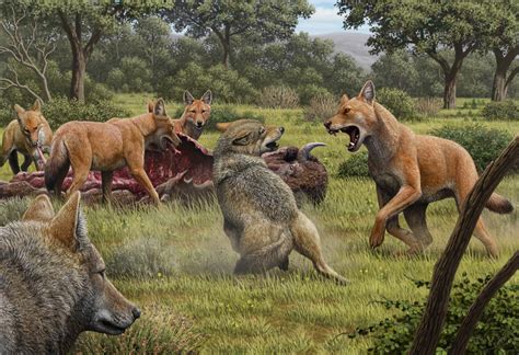Dire wolves were real—and even stranger than we thought | National