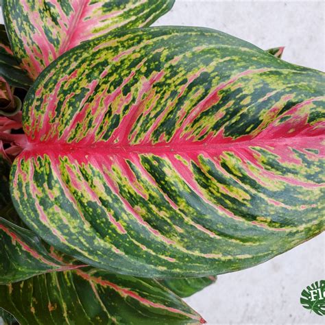 What Plant Has Green Leaves With Red Veins at Madeleine Schell blog