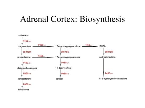 PPT - Adrenal Cortex: Biosynthesis PowerPoint Presentation, free ...