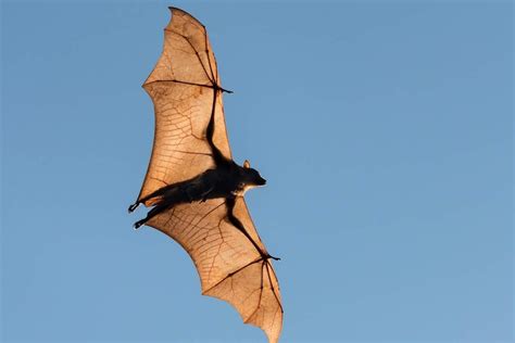 Some Things You May Not Know About Fantastic Flying Foxes Abc News