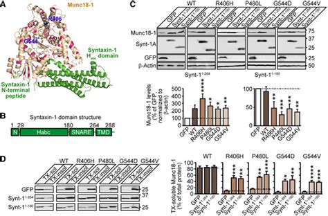 Targeted stabilization of Munc18‐1 function via pharmacological ... 