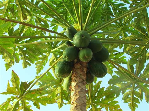 Papaya Tree Free Image Download