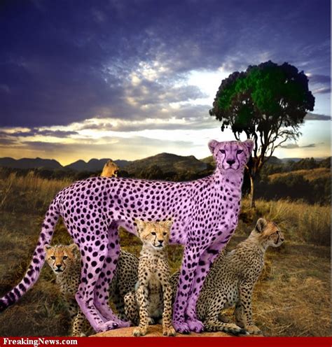 Pink Cheetah Sweet Surrender Art