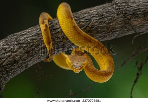 Yellow Pit Viper Snake Flat-nosed Pit Stock Photo 2370708681 | Shutterstock