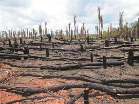 La Destrucci N De Bosques Tropicales Se Aceler Durante La Pandemia