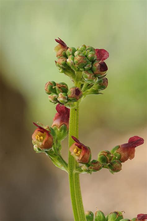 Water Figwort Scrophularia Auriculata Norwood Near Wooda Flickr