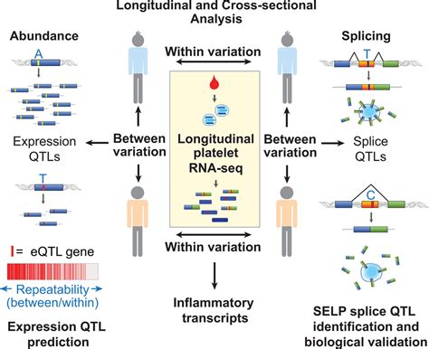 Megakaryocyte And Platelet Transcriptomics For Discoveries In Human