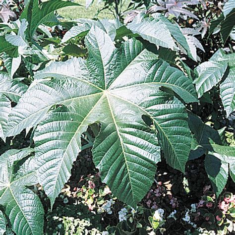 Castor Bean Varieties