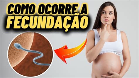 Como Ocorre A FecundaÇÃo Humana Saiba Tudo Youtube