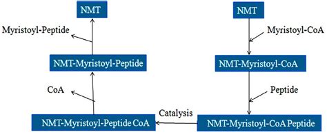 The catalytic mechanism (Bi-Bi Reaction) of NMT. | Download Scientific Diagram