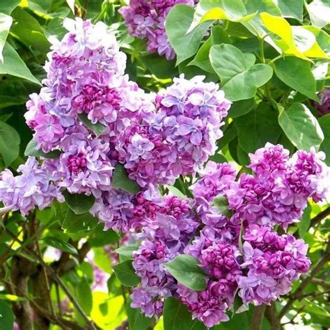 Syringa Vulgaris Katherine Havemeyer Lilac