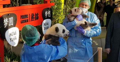 Feierliche Namensverk Ndung Deutschlands Erster Panda Babys In Berlin