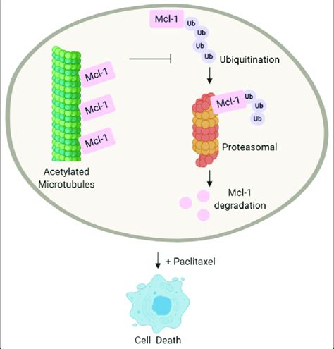 Schematic Presentation Showing The Regulation Of Tubulin Acetylation On