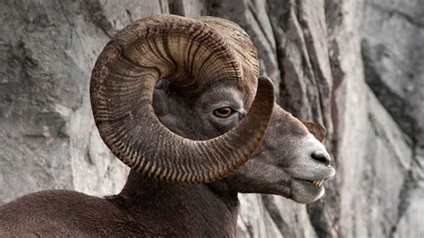 rocky mountain bighorn sheep  kananaskis country alberta canada bing wallpaper gallery