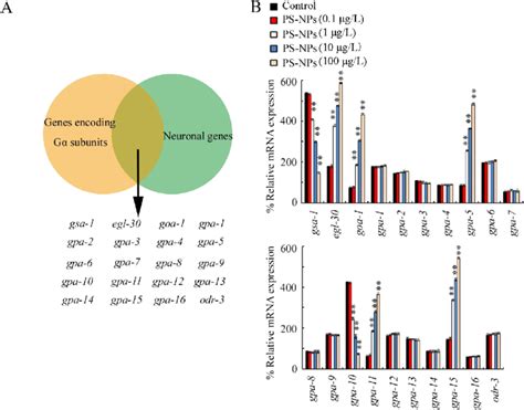 Exposure To Ps Nps Dysregulated Expression Of Genes Encoding Neuronal