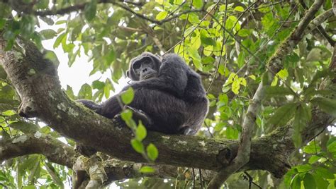 Bondo Ape: The Truth Behind Brutal Lion-Eating Chimps Of The Congo | IFLScience