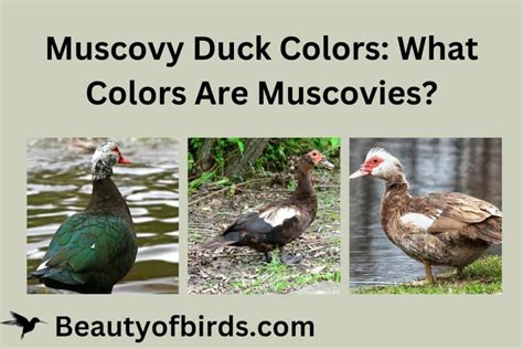 Muscovy Duck Colors | What Colors Are Muscovies? | Earth Life