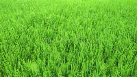 Green Rice Field In Daylight Rice Paddy Meadow During Sunset Ears Of