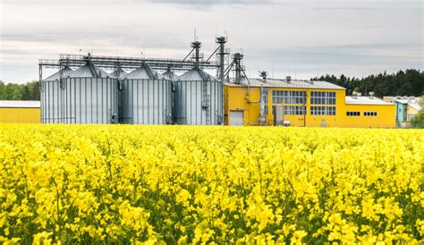 Cultivo De Canola Aumenta No Brasil MF Magazine