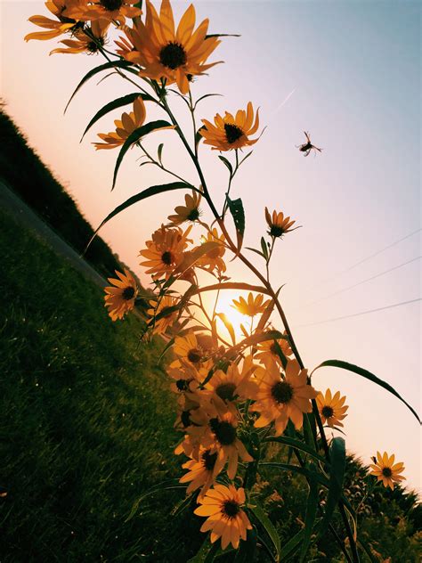 Yellow Flowers Anastasia Sunset Plants Photography Photograph