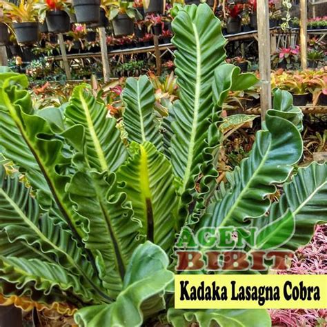 Jual Reb N Tanaman Hias Asplenium Kadaka Lasagna Cobra Bibit Pohon