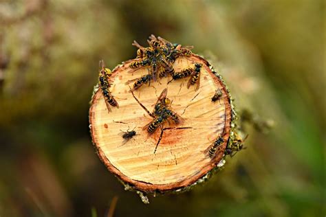 Yellow Jacket Traps and Baits for Beekeeping