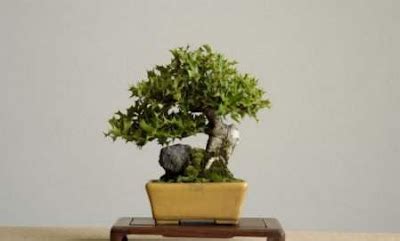 Curious Funny Photos Pictures The Beauty Of Bonsai Trees Pics