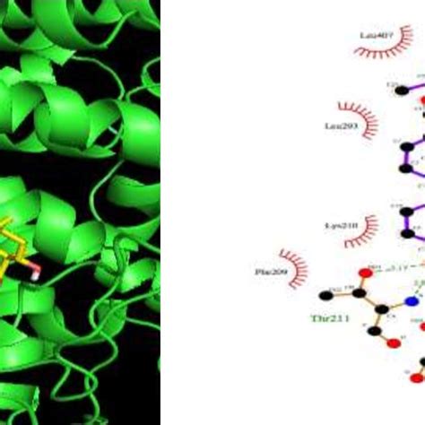 Protein Ligand Interaction Of Cox With Apigenin Using Ligplot Diagram