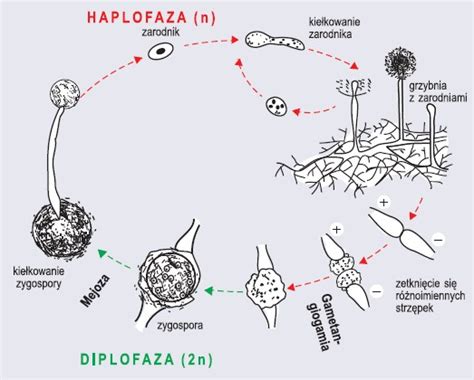 Sprzężniowce Przegląd systematyczny Biologia Sciaga pl