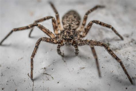 12 Interesting Characteristics Of Arachnids Wildlife Informer