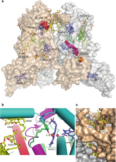 The Cyt B 6 F Complex From M Laminosus A Side View Of The Dimeric