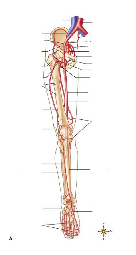 Major Arteries Of The Lower Extremities Diagram Quizlet