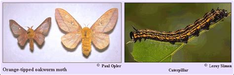 Orange-tipped oakworm moth Anisota senatoria (J.E. Smith, 1797 ...