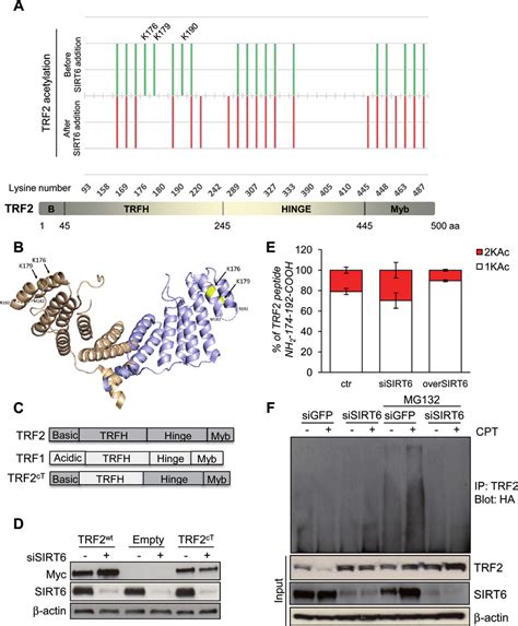 TRF2 Is Deacetylated By SIRT6 A Lower Panel Representation Of TRF2