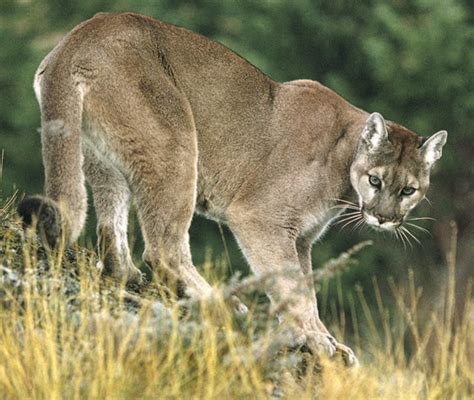 Victoria Police On Prowl After Cougar Report In James Bay Greater