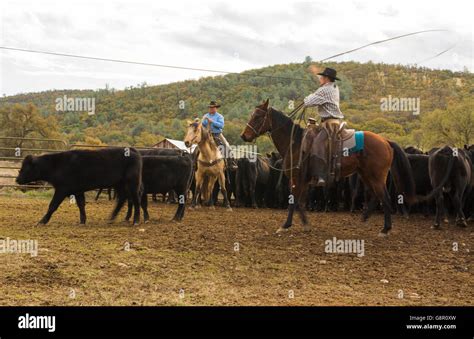 Latrobe California Cowboys Branding Cows In Ranch With Horses And Ropes