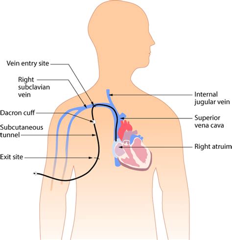 42 Basic Concepts Medicine Libretexts