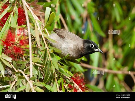 White Spectacled Bulbul Pycnonotus Xanthopy In Israel Stock Photo Alamy