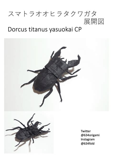 dorcus titanus yasuokai cp origami booth