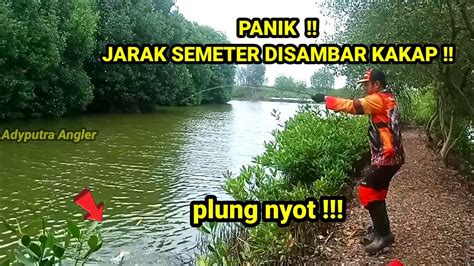 Mancing Kakap Putih Baramundi Umpan Udang Hidup Fishing For