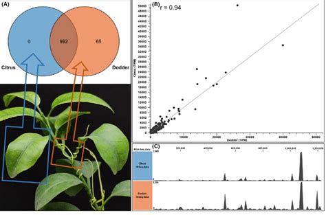 Genome Wide Gene Expression Profiling Of Candidatus Liberibacter