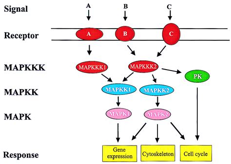 Connecting Oxidative Stress Auxin And Cell Cycle Regulation Through A