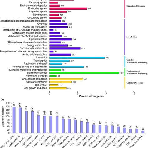 Kegg Orthology Ko Classification A And Third Tier Kegg Pathways In